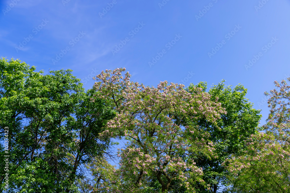 tall flowering trees in spring against the blue sky tall flowering trees in spring against the blue sky