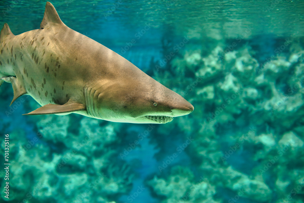 Fototapeta premium Haifisch