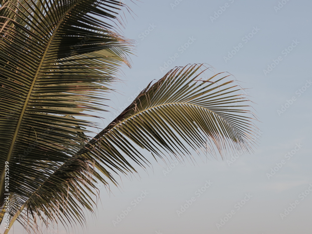 Palm tree on blue sky 