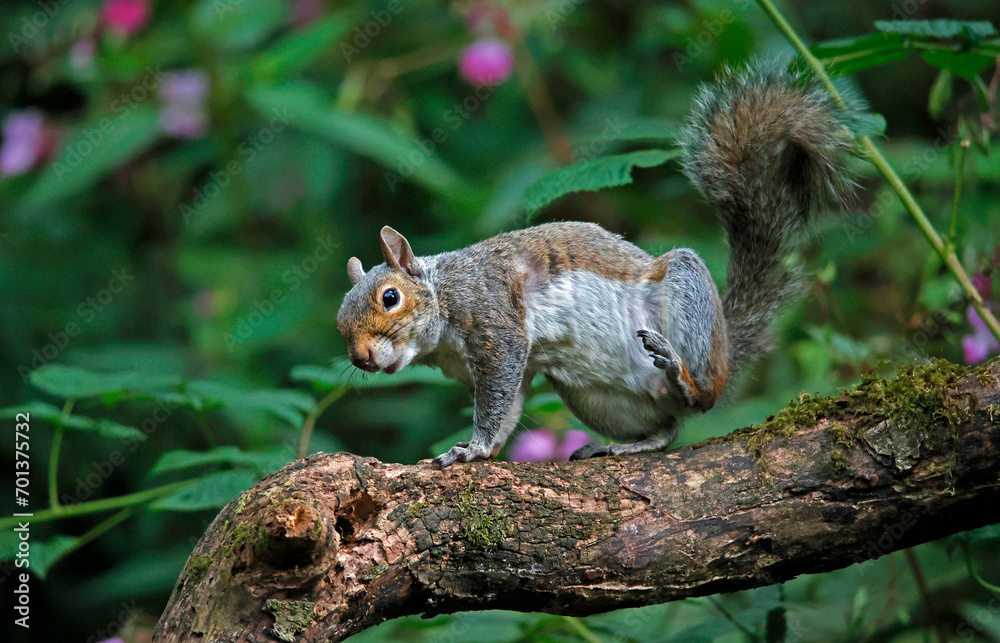 Grey squirrel on a log in the woods Grey squirrel on a log in the woods