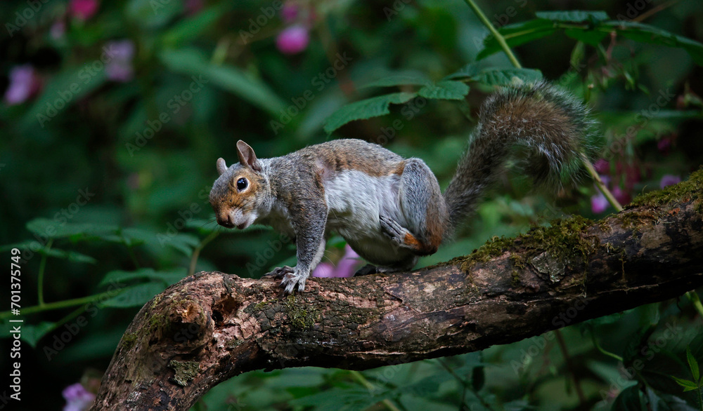 Grey squirrel on a log in the woods