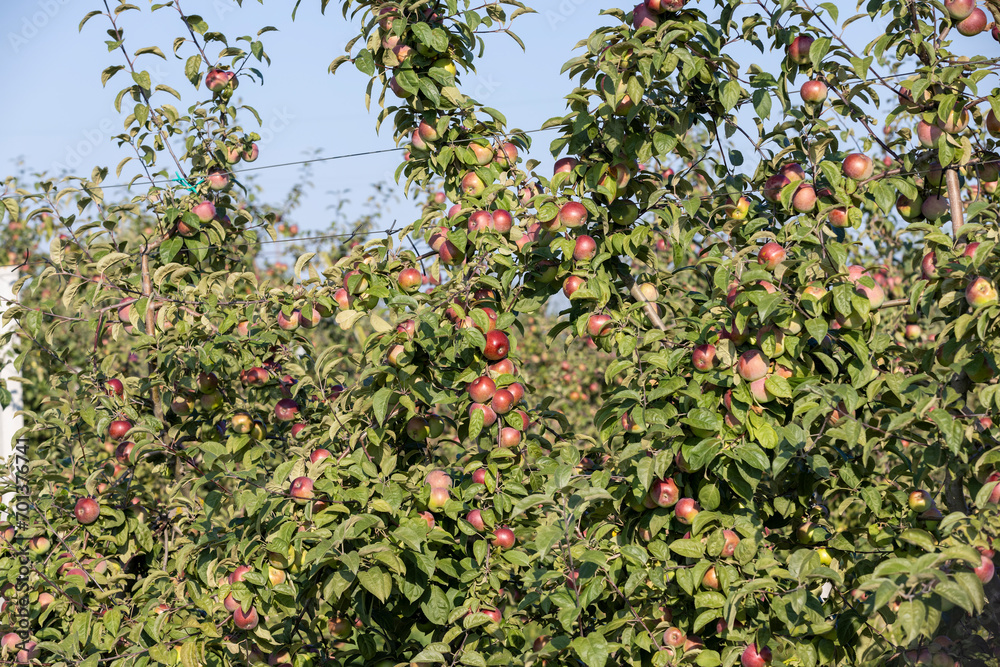 Apple harvest in the apple orchard Apple harvest in the apple orchard