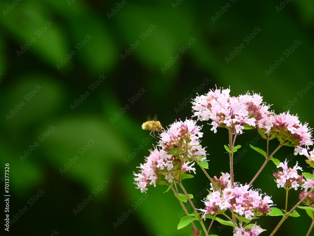 Thymus blooming with insect life on allotment Thymus blooming with insect life on allotment