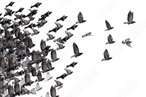 Canvas Print flying birds formation of pigeons many  isolated for backgound