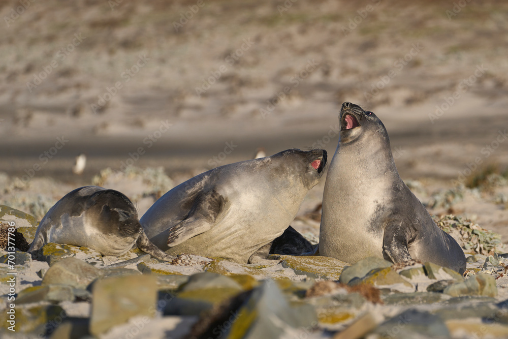 Fototapeta premium Recently weaned Southern Elephant Seal pups (Mirounga leonina) play fighting on Sea Lion Island in the Falkland Islands.