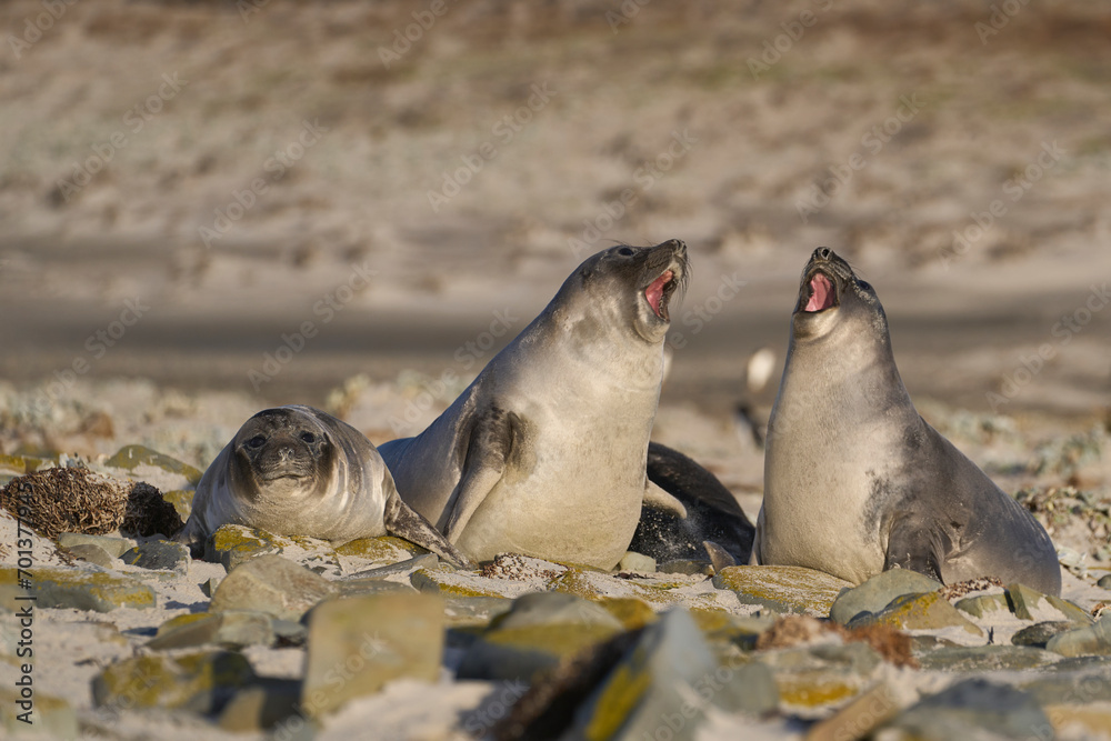 Fototapeta premium Recently weaned Southern Elephant Seal pups (Mirounga leonina) play fighting on Sea Lion Island in the Falkland Islands.