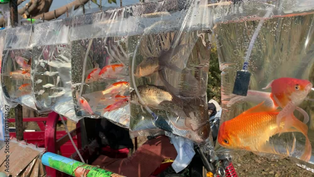 Fish in plastic bags for sale. Fish are swimming in plastic bags. A ...
