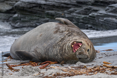 Male Southern Elephant Seal (Mirounga leonina) shows its annoyance at being pestered Tussacbird (Cinclodes antarcticus antarcticus) on Sea Lion Island in the Falkland Islands. photo