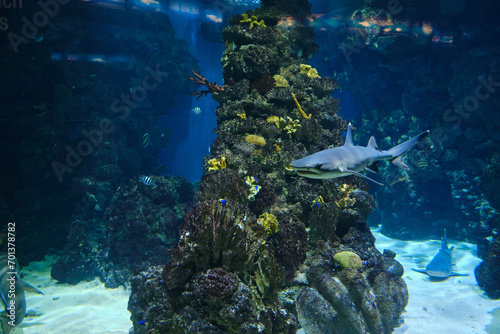 shark in the aquarium of barcelona