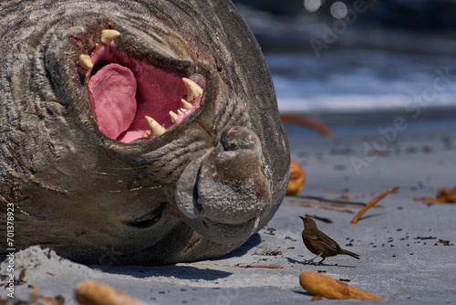 Male Southern Elephant Seal (Mirounga leonina) shows its annoyance at being pestered Tussacbird (Cinclodes antarcticus antarcticus) on Sea Lion Island in the Falkland Islands. © JeremyRichards