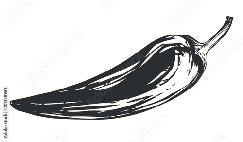 Chilli. Paprika vector illustration. Hot pepper in engraved style, ingredient of Mexican cuisine. Hot spices drawn in ink. Great for label, poster, print. Isolated on white background. Spicy seasoning