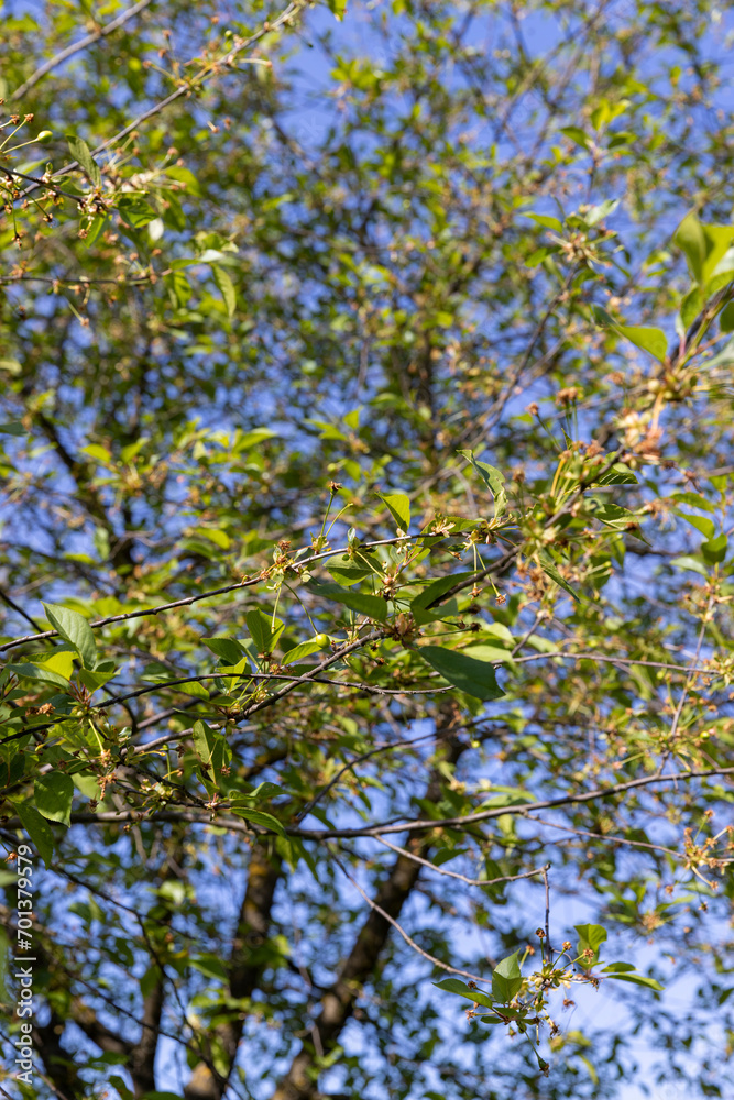 green cherry foliage in close-up against a blue sky green cherry foliage in close-up against a blue sky