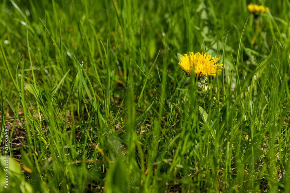 spring dandelion flowers during flowering spring dandelion flowers during flowering