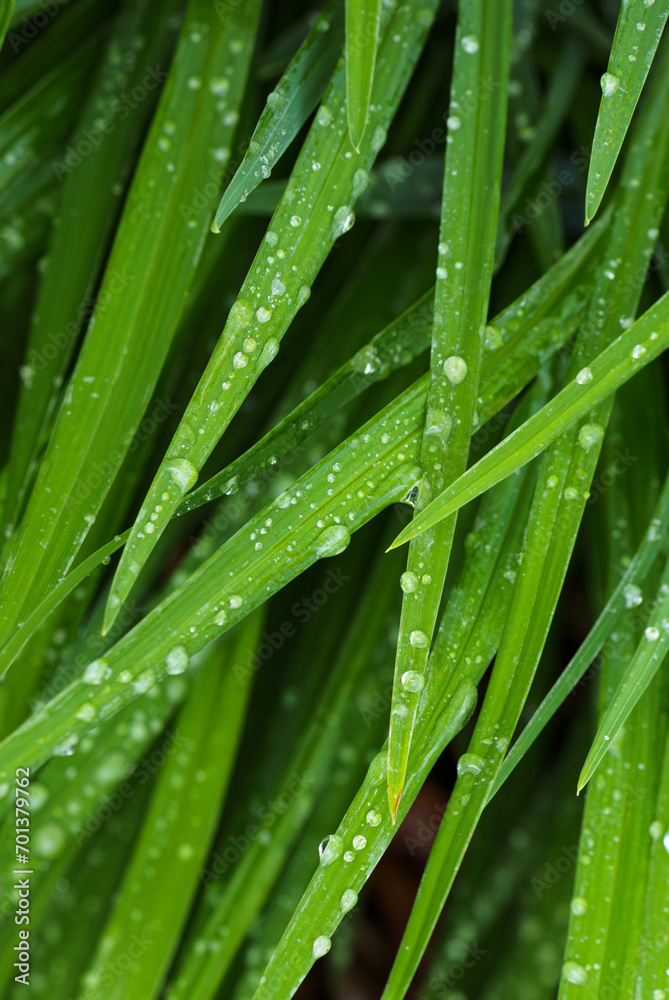 Daylilies leaves with drop of dew in morning. Green leaves hemerocallis, selective focus. Daylilies leaves with drop of dew in morning. Green leaves hemerocallis, selective focus.