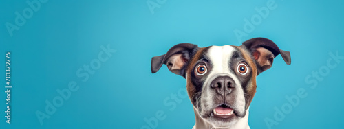  The image features a dog with a surprised expression and large, wide-open eyes on a blue background. photo
