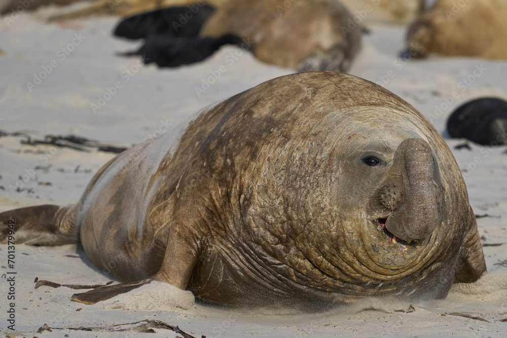 Male Southern Elephant Seal (Mirounga leonina) racing across the beach to see off a rival on Sea Lion Island in the Falkland Islands. Male Southern Elephant Seal (Mirounga leonina) racing across the beach to see off a rival on Sea Lion Island in the Falkland Islands.