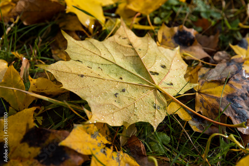 multicolored yellowing maple foliage during leaf fall