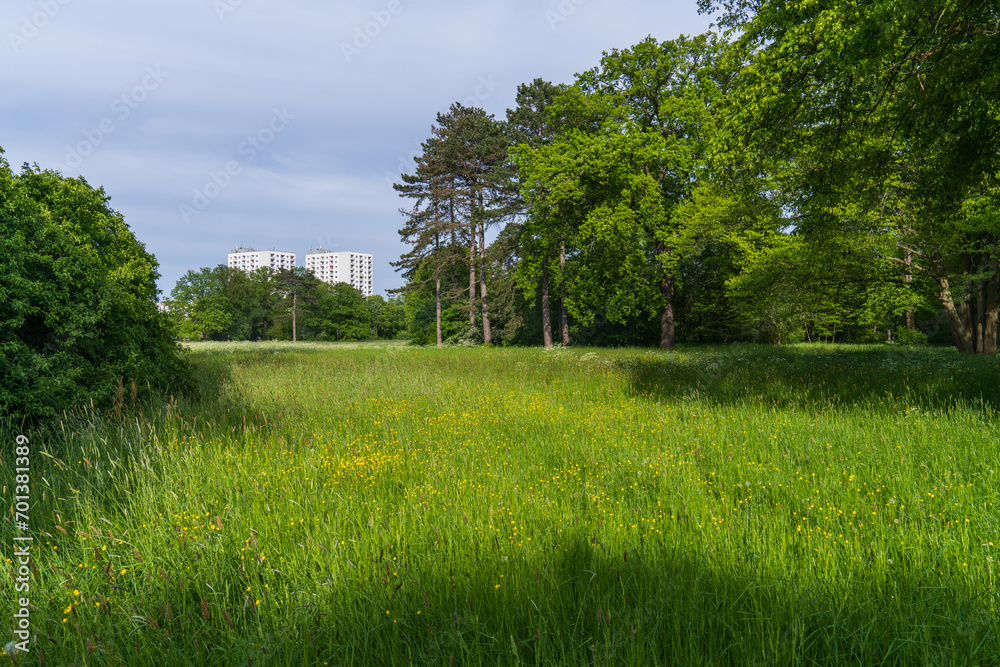 Fototapeta premium City Park. Green grass, yellow flowers, trees. In the distance are two tall houses. Sunny day