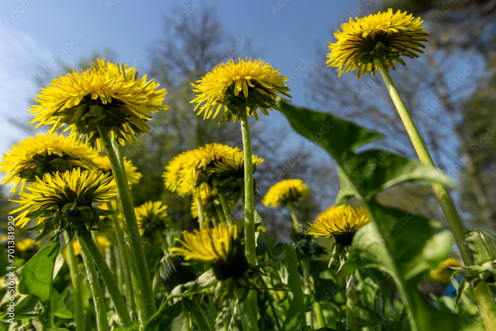 spring dandelion flowers during flowering spring dandelion flowers during flowering
