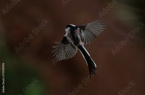 Mésange à longue queue en vol © aquaphoto