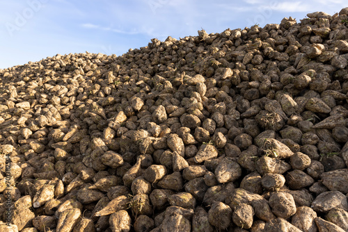 a pile of sugar beet harvest during harvest