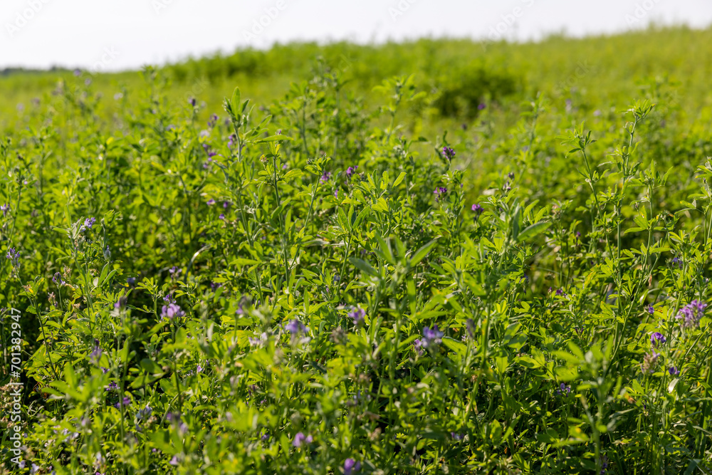 field with grass for harvesting fodder for cows field with grass for harvesting fodder for cows