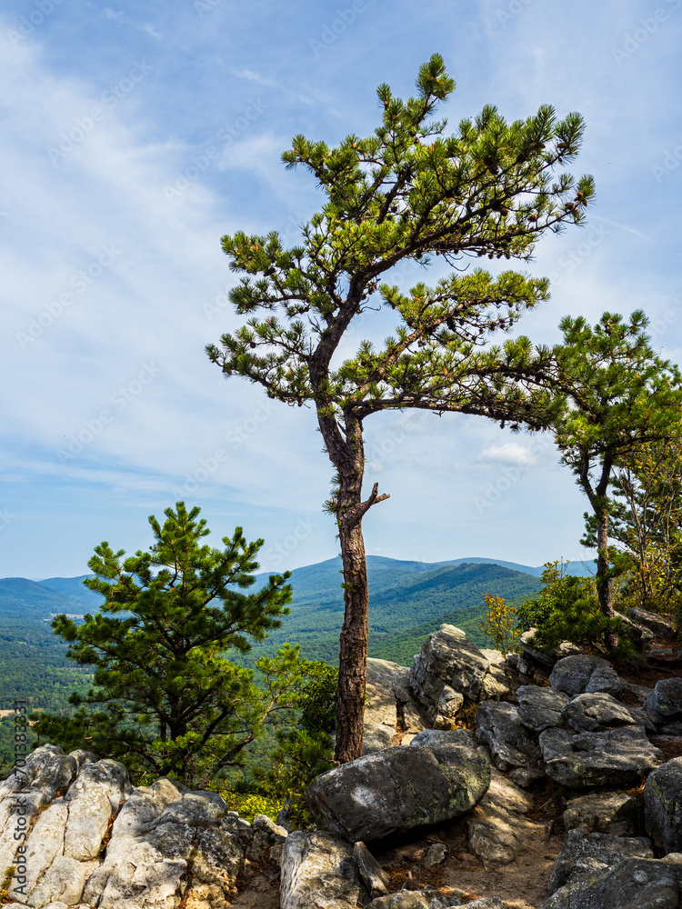 A lonely pine stretches towards the sky with the mountain region in the background at Tibbet Knob in George Washington National Forest, Virginia, USA. A lonely pine stretches towards the sky with the mountain region in the background at Tibbet Knob in George Washington National Forest, Virginia, USA.