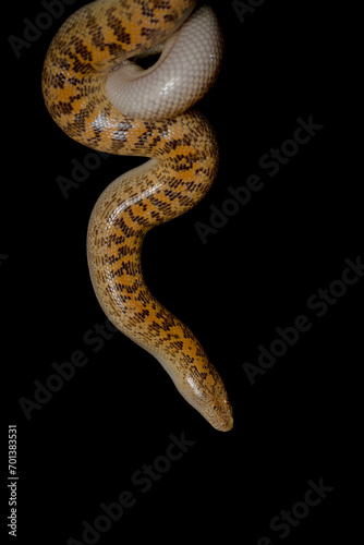 Arabian sand boa or Jayakar's sand boa, is a species of snake in the family Boidae. The species is endemic to the Arabian Peninsula and Iran where it spends the day buried in the sand.