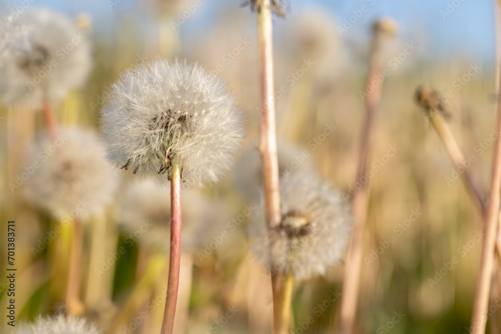 a field with white dandelion flowers in close-up