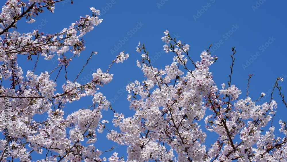 風に揺れる桜の4Kスローモーション動画 風に揺れる桜の4Kスローモーション動画