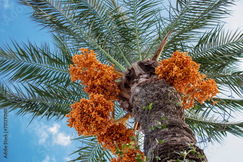 Ripening fruits on trees of date palms. Date palms have an important place in advanced desert agriculture of the Middle East