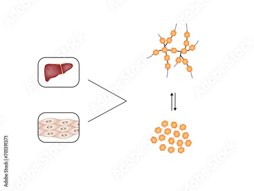 Glycogenesis, Glycolysis, Glycogenolysis. Carbohydrates Digestion. Glycogen and glucose Sugar Formation. Scientific Diagram. Liver and Muscle cells. Vector Illustration.