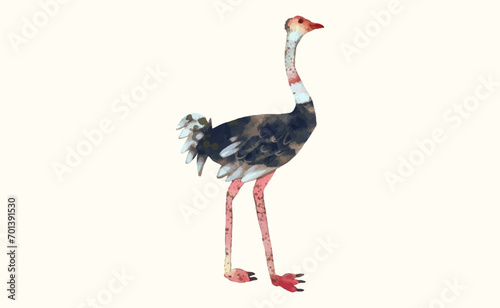 Ostrich, Animal wildlife watercolor vector illustration. photo