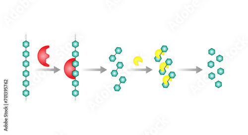 Carbohydrates Digestion. Amylase and Maltase Enzymes catalyze Polysaccharide Starch Molecule to Disaccharide Maltose Molecules, glucose Sugar Formation. Scientific Diagram. Vector Illustration.