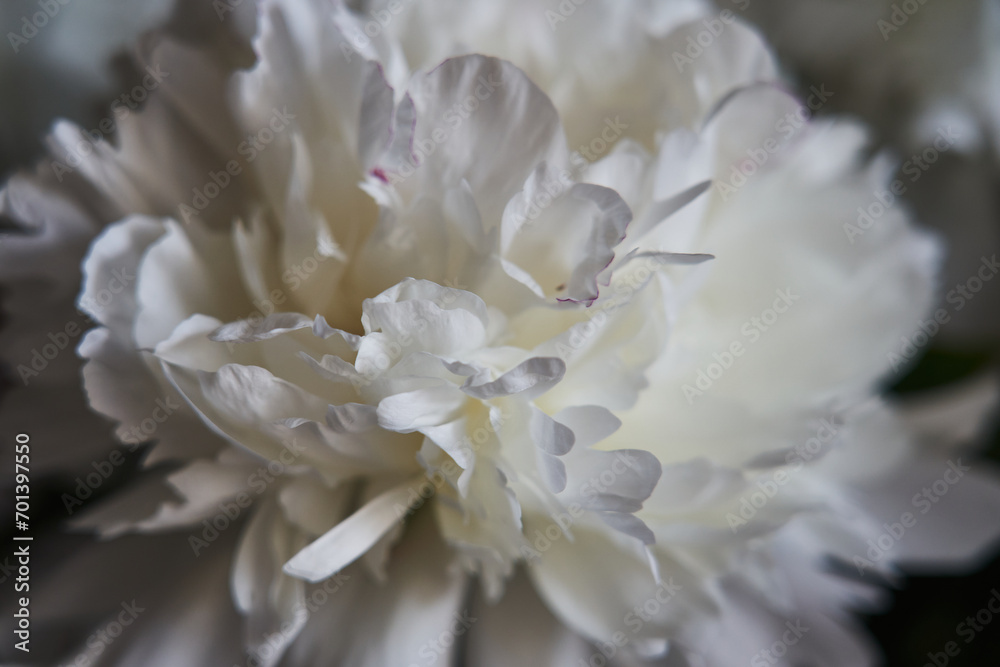 beautiful bud of white peony close-up beautiful bud of white peony close-up