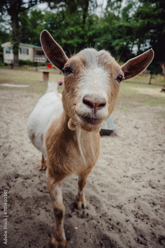 Fototapeta premium Portrait einer braunweißen Ziege in einem Gehege