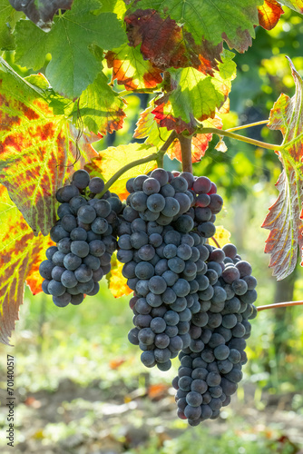 Blue grapes Pinot Noir in autumn vineyard, Southern Moravia, Czech Republic
