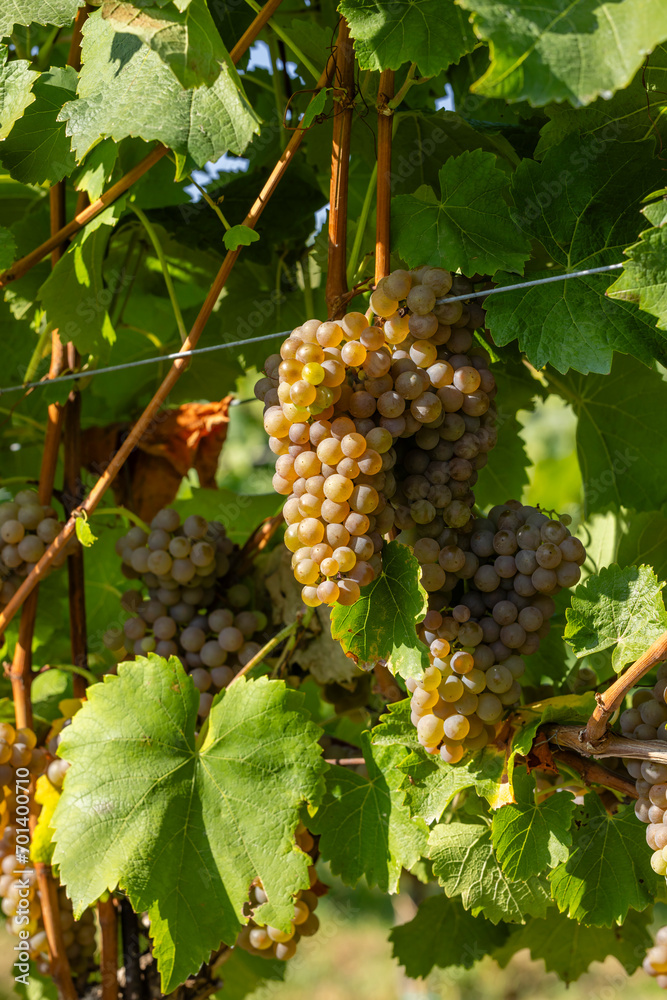 Φωτογραφία Vineyard with Hibernal near Cejkovice, Southern Moravia, Czech Republic