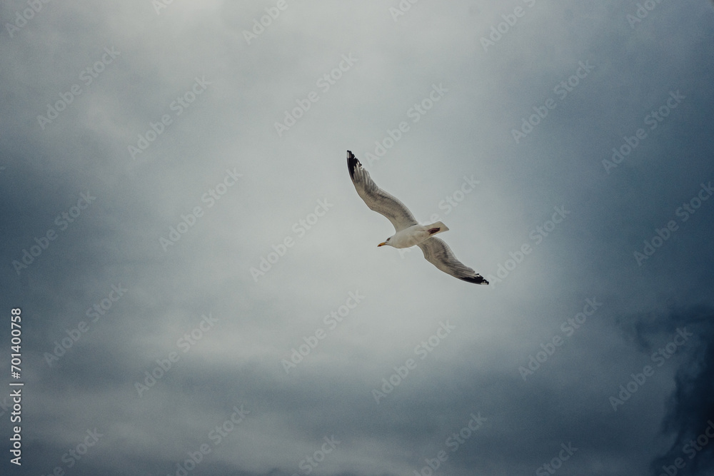Obraz premium Weiße Möwe fliegt über das Meer (Domburg, Zeeland, Niederlande)