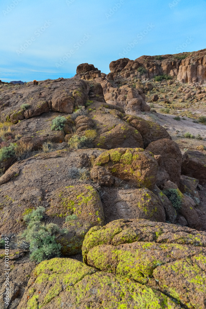 Yellow lichens on stones in a mountain desert in Arizona