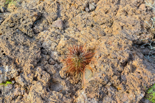 Arizona cacti, Engelmann's hedgehog cactus (Echinocereus engelmannii)
