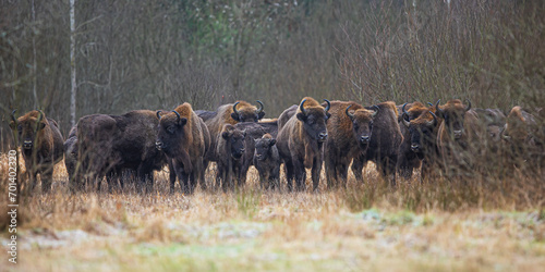 The European bison (Bison bonasus) or the European wood bison large herd photo