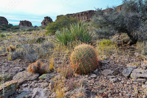 California barrel cactus, compass barrel (Ferocactus cylindraceus), cacti grow on stones in the desert. Arizona Cacti photo