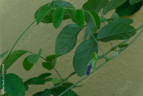 Blue Shankapushpi flower bud yet to bloom.