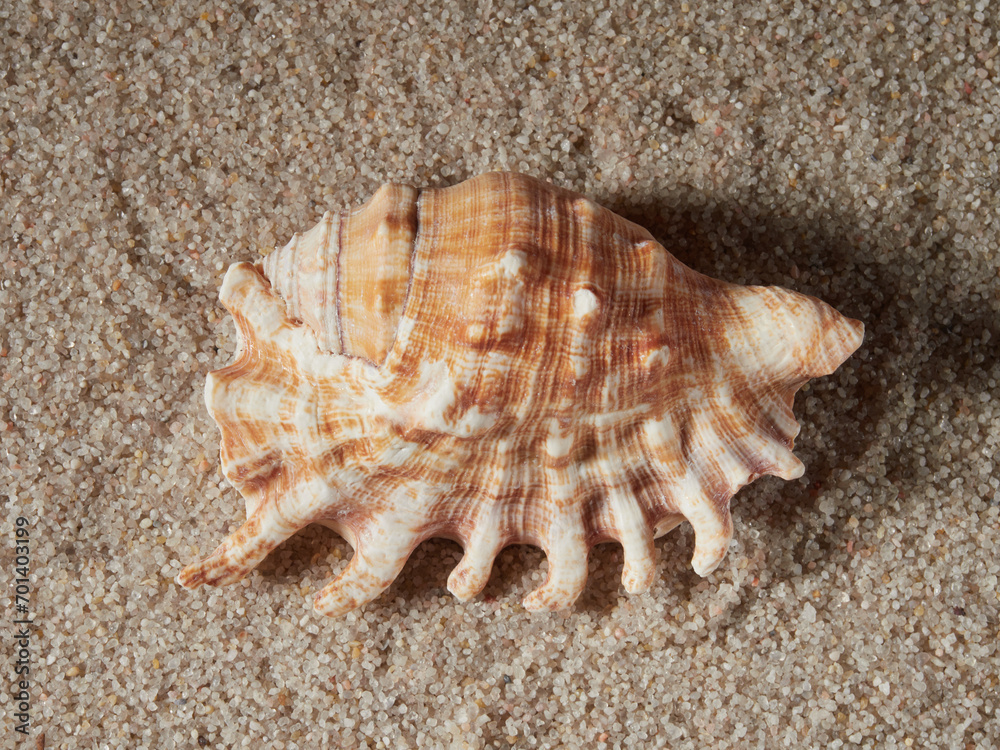Seashell on clean sand of beach. Close up, beach sand texture. Beach sand texture in summer sun. banner Seashell on clean sand of beach. Close up, beach sand texture. Beach sand texture in summer sun. banner