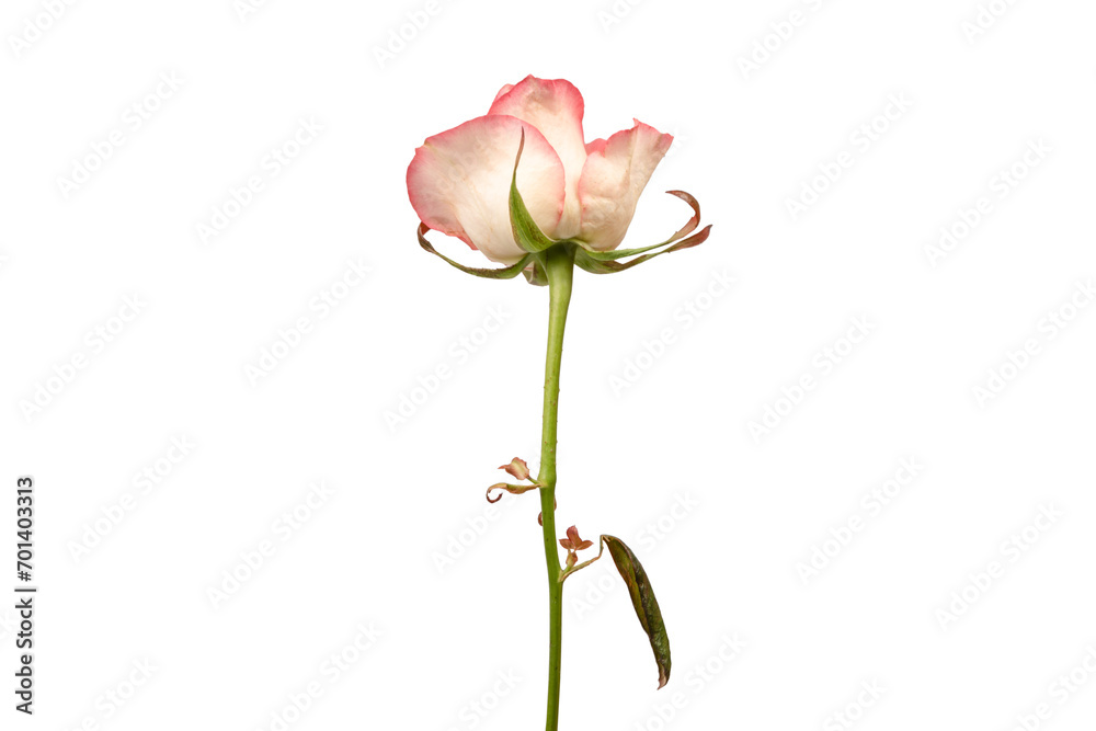 Pink and white  beautiful rose isolated on a white background.