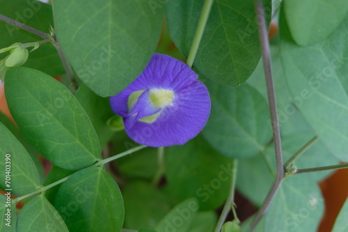Blue Shankapushpi flower in the creeper.