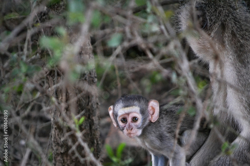 Baby Monkey © Lindie