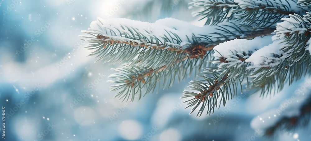 Spruce branches covered with snow. Winter landscape. Christmas background.