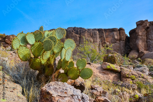 Obraz na plátně Pancake prickly pear, dollarjoint prickly pear (Opuntia chlorotica), cacti in the winter in the mountains